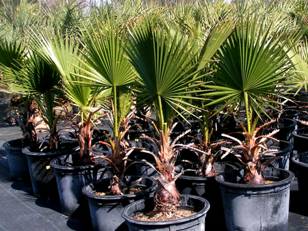 Washingtonia filifera, ovvero la palma della California