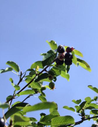 Amelanchier rotundifolia, ovvero il Pero corvino