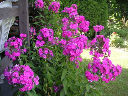 phlox