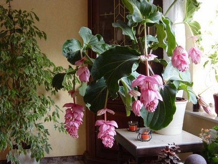 Le piante fiorite da appartamento