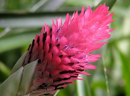 quesnelia testudo