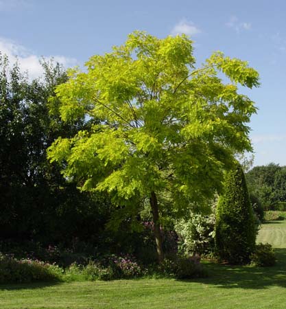 robinia pseudoacacia