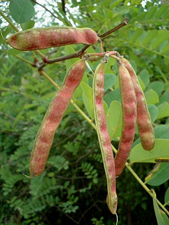 robinia pseudoacacia2