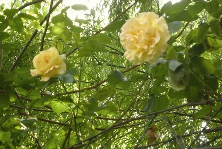 Le rose rampicanti