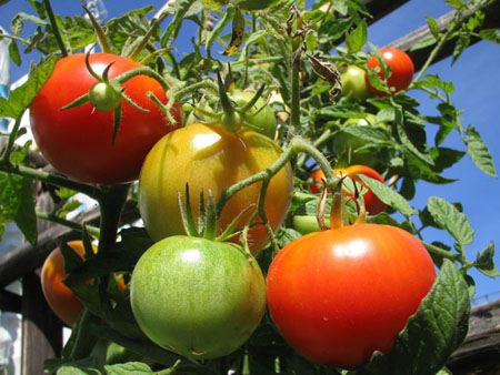 Lavori nell'orto: seminare i pomodori
