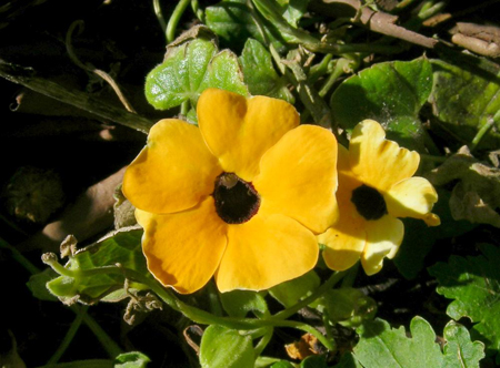 thunbergia alata