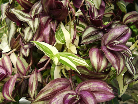 tradescantia zebrina