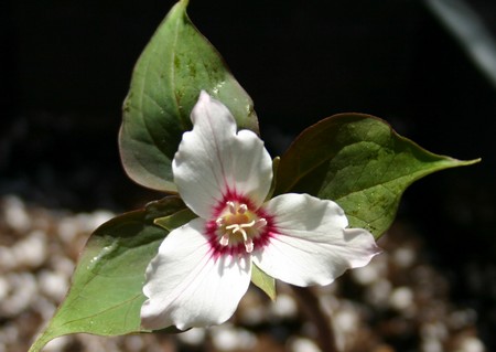 trillium