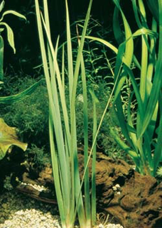 Acorus calamus