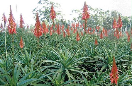 Aloe_arborescens