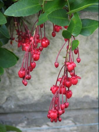 Berberidopsis corallina