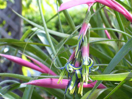 Billbergia