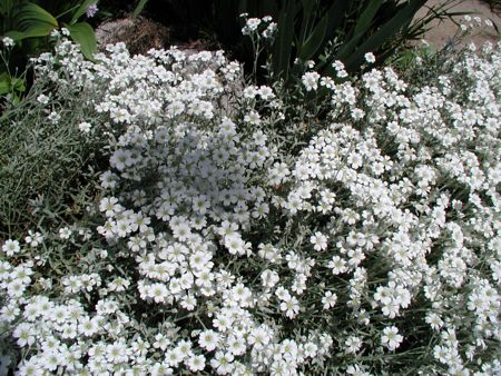 Cerastium tomentosum