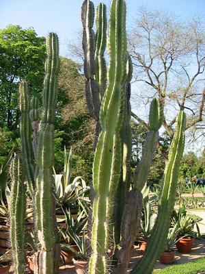 Cereus_jamacaru