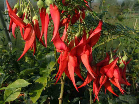 Clianthus puniceus