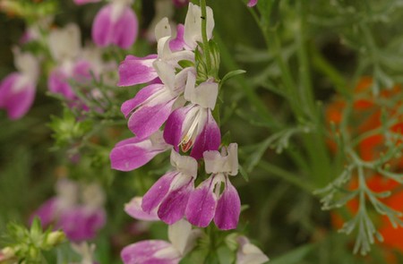 Collinsia heterophylla