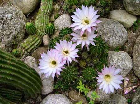 Echinopsis fiori