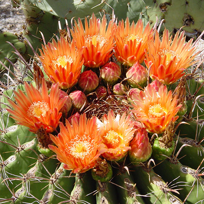 Ferocactus