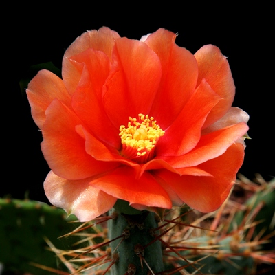 Fiore di Opuntia littoralis