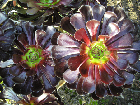 aeonium pianta grassa