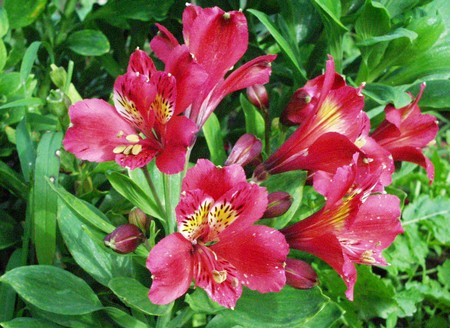 alstroemeria