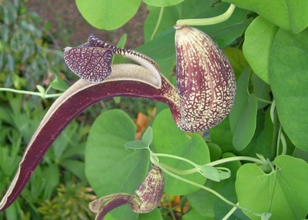 aristolochia