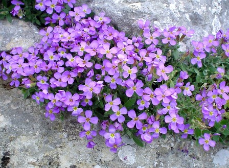 aubretia