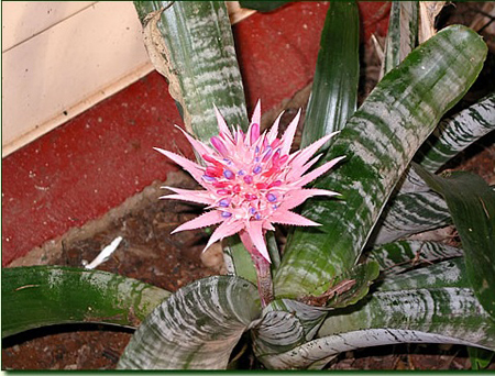 bromeliaceae