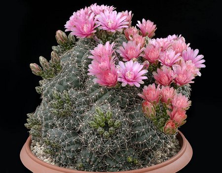 cactus fioriti