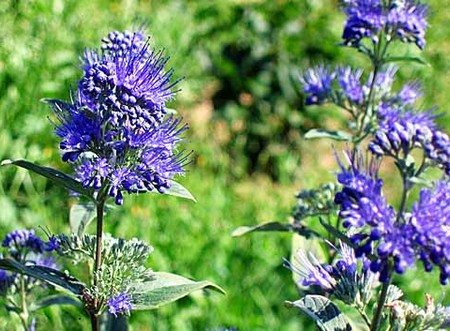 caryopteris