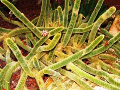 cleistocactus winteri