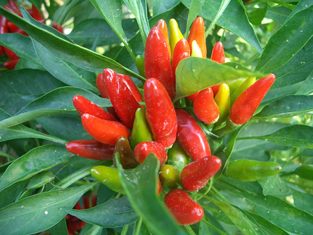 coltivare peperoncino in vaso