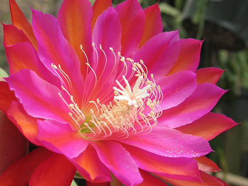 epiphyllum