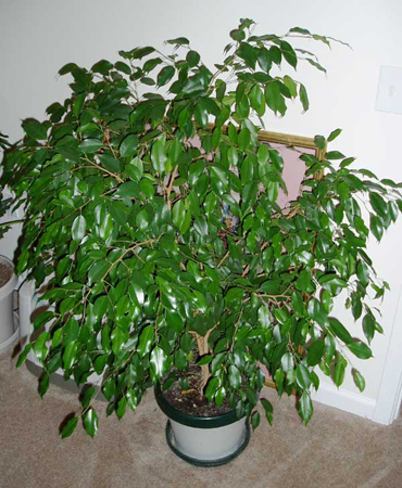 Piante da appartamento: il Ficus Benjamina