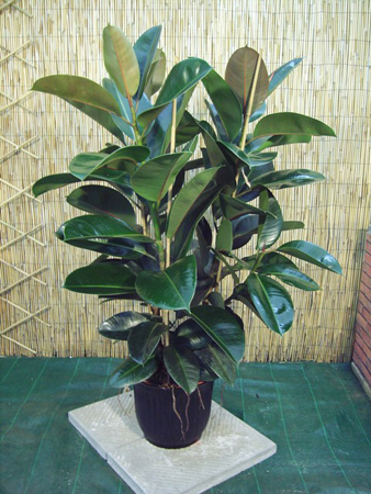 Piante da appartamento: il Ficus elastica