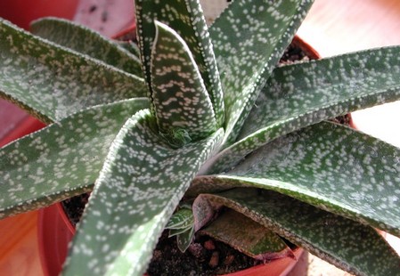 gasteria