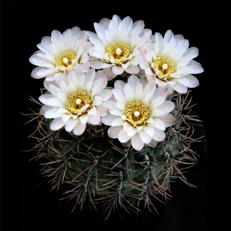 gymnocalycium 1