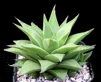 haworthia angustifolia