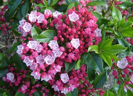 kalmia