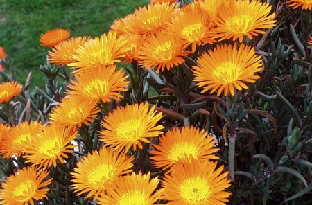 lampranthus