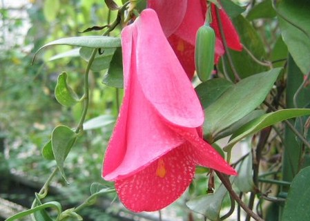 Lapageria rosea, il fiore del Cile