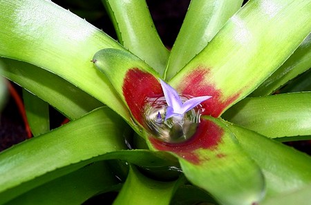 neoregelia