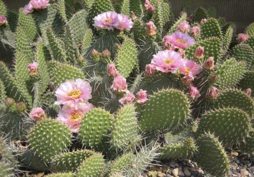 opuntia polyacanta