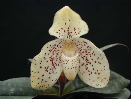 orchidea pescatorea
