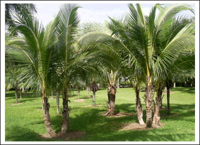 Palme, gli habitat