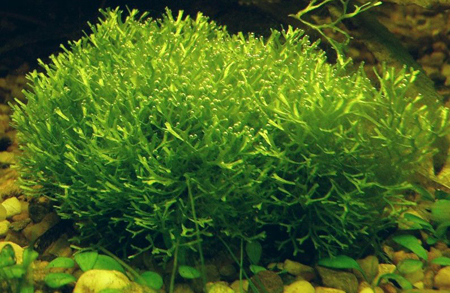 riccia fluitans