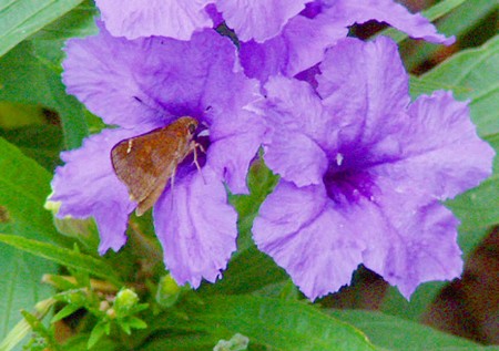 ruellia