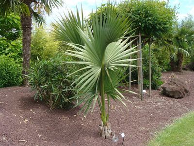 Morfologia delle palme, le foglie