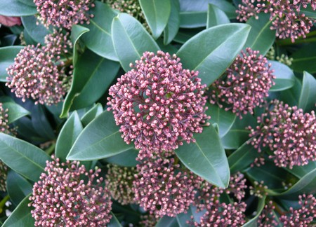 skimmia