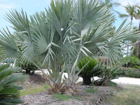 Palme: la Bismarckia nobilis 